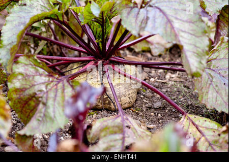 La barbabietola rossa crescente sul letto di verdure in giardino Foto Stock