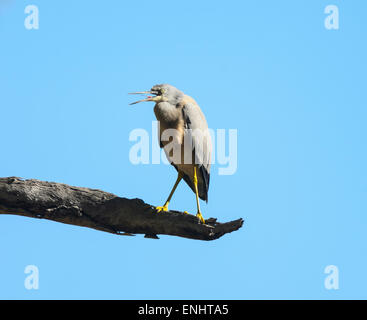 Immaturo di fronte bianco-Heron (Egretta novaehollandiae), Charnley Fiume Stazione, regione di Kimberley, Australia occidentale Foto Stock