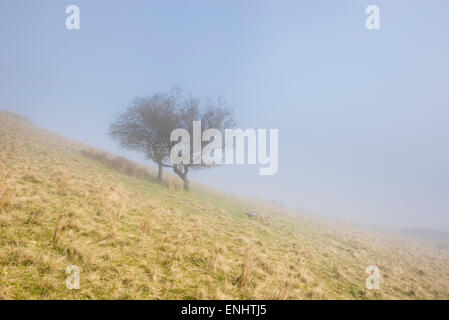Due alberi di biancospino fianco a fianco su una collina in Inghilterra settentrionale in una nebbiosa mattina di primavera. Foto Stock