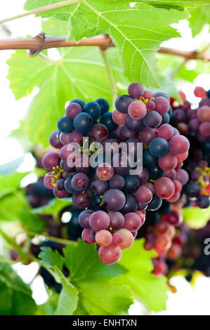 Le uve rosse in vigna close up Foto Stock