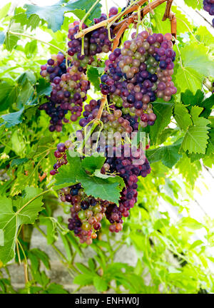 Le uve rosse in vigna close up Foto Stock