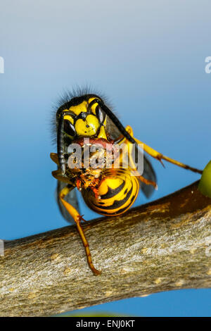 Il tedesco wasp, vespula germanica Foto Stock