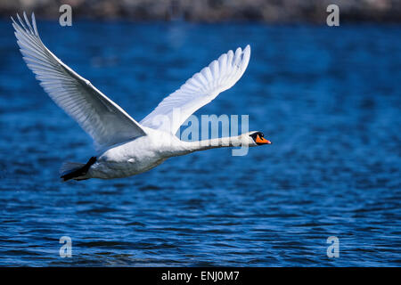 Cigno, Cygnus olor Foto Stock