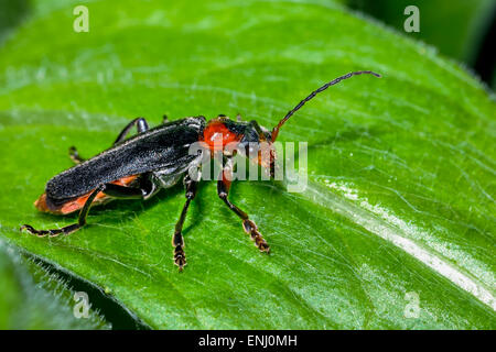 Cantharis fusca, soldato beetle Foto Stock