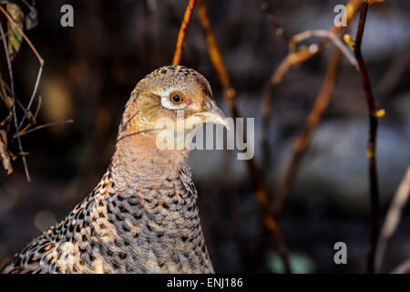 Comune, fagiano Phasianus colchicus Foto Stock