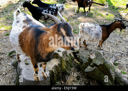 La capra, Capra aegagrus hircus Foto Stock