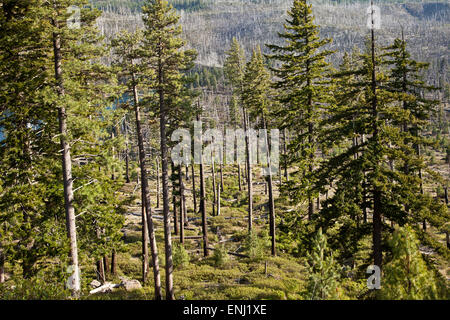 Paesaggio di alberi bruciati in una foresta in Oregon centrale vicino a Mt. Washington. Foto Stock