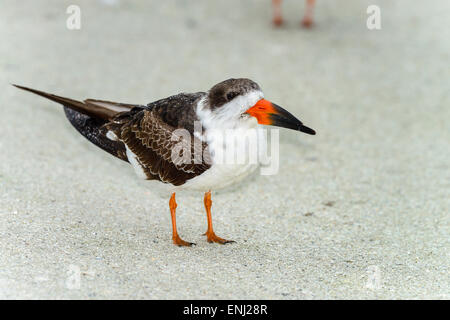 Rynchops niger Foto Stock