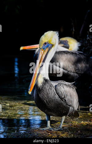 Brown pelican, Pelecanus occidentalis Foto Stock