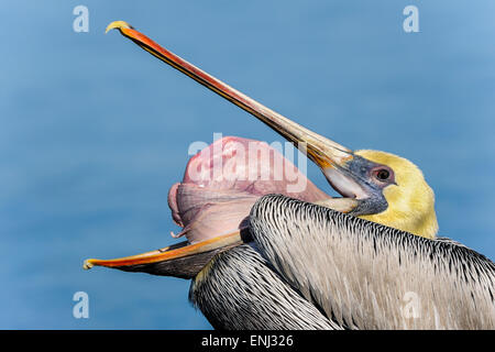 Brown pelican, Pelecanus occidentalis Foto Stock