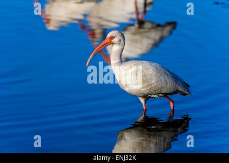 Americano bianco ibis, eudocimus albus Foto Stock