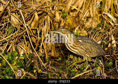 American tarabuso, botaurus lentiginosus Foto Stock