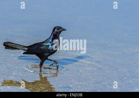 Barca-tailed grackle, quiscalus principali Foto Stock