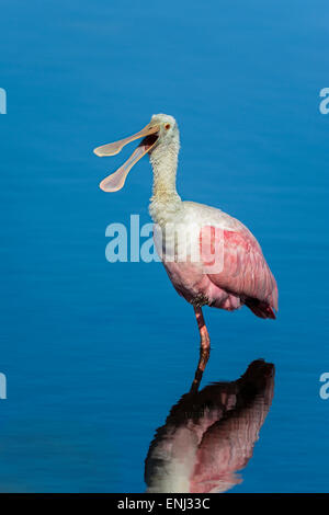 Roseate spoonbill, platalea ajaja Foto Stock