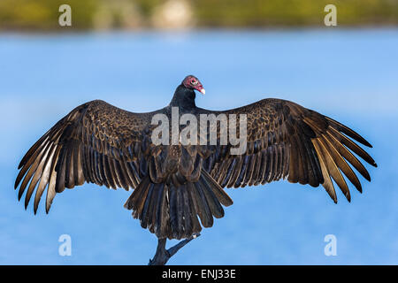 La Turchia avvoltoio, Cathartes aura Foto Stock