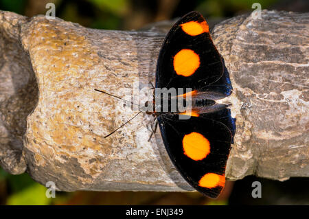 Grecian calzolaio, catonephele numilia Foto Stock