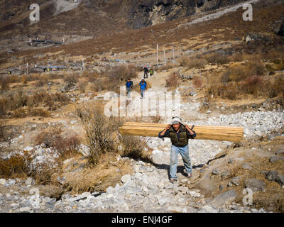 Porter trasporta un carico pesante (80 kg) di legno lungo il sentiero vicino al villaggio di Langtang, Langtang, Nepal Foto Stock