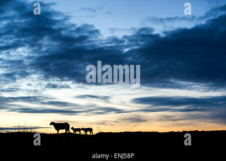 Silhouette di una pecora con molla agnelli in piedi su una collina di sunrise Foto Stock