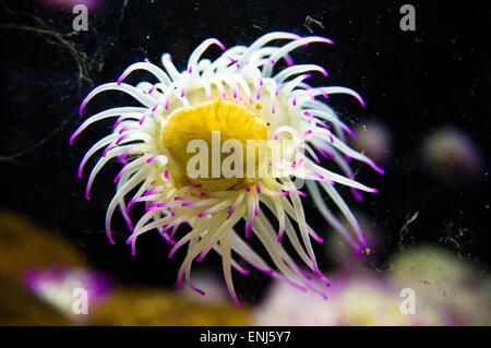 Anemoni di mare sono l'acqua-abitazione, animali predatori Foto Stock