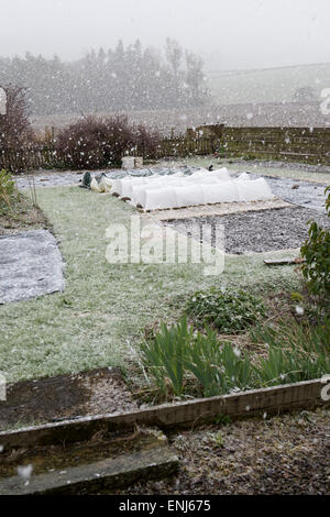 Tempesta di neve in un giardino preparato in Scozia in Primavera. Scottish Borders, Scozia Foto Stock