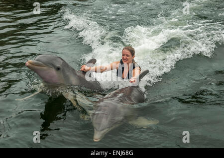 Nuotare con i delfini a delfini Plus, un dolphin research & interaction center in Key Largo, FL. Stati Uniti d'America Foto Stock