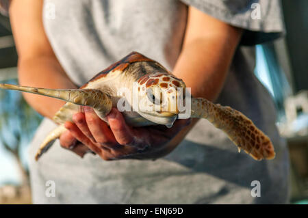 Un vet tenendo un malati e feriti turtle al Turtle Hospital. Maratona, Florida. Stati Uniti d'America Foto Stock