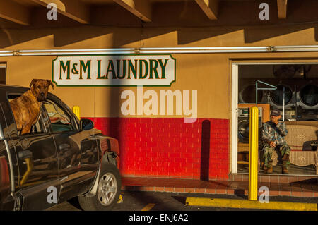 Un cane di grandi dimensioni pari al di fuori di un'auto parcheggiata al di fuori della finestra di una lavanderia a gettoni. Key West. Florida Keys. Stati Uniti d'America Foto Stock