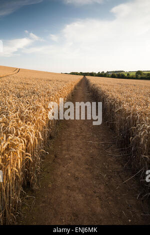 Un lungo rettilineo, sentiero pubblico taglia attraverso un raccolto di grano in Brampton Valley vicino a Brixworth, Northamptonshire, Inghilterra Foto Stock