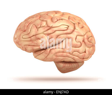 Cervello umano modello 3D, isolato Foto Stock