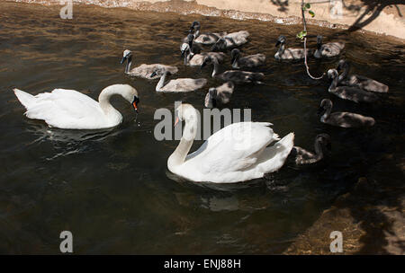 Una famiglia di cigni nella piscina a loro dedicata a Abbotsbury Swannery Dorset Foto Stock