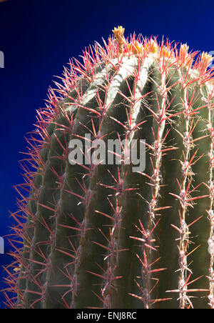 Ferocactus pilosus cactus in fiore in un giardino di cactus cactus Marocco Marrakech Marrakech Jardin Majorelle Yves Saint Laurent giardino Foto Stock