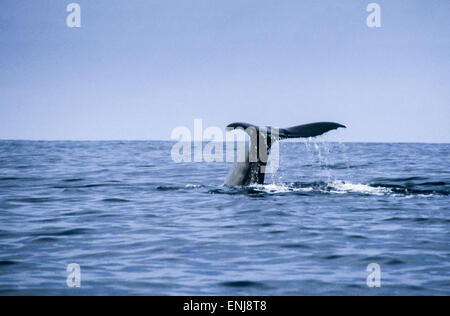Sperma balena racconto, Kaikoura, Nuova Zelanda Foto Stock