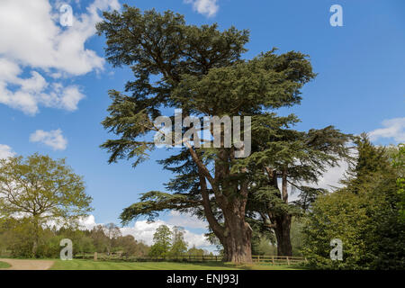 Imponente cedro blu nel magnifico paesaggio del parco che circonda il Palazzo di Blenheim, Woodstock, Oxfordshire, Inghilterra, Regno Unito. Foto Stock