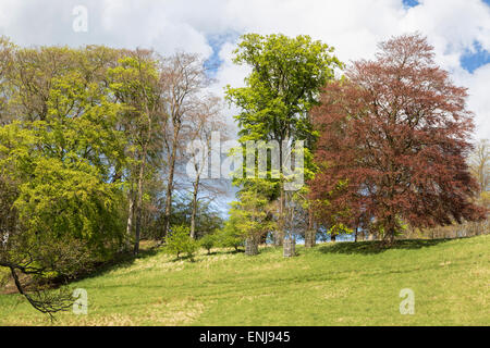 Colorful trees in the landscaped park by Lancelot 'Capability' Brown at Blenheim Palace, Woodstock, Oxfordshire, England, UK. Foto Stock
