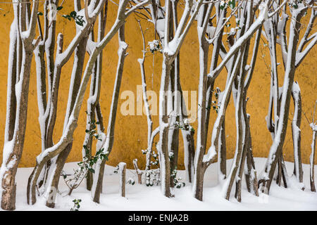 Coperta di neve rami in un wintery Gulhane Park, Sultanahmet, Istanbul, Turchia. Foto Stock