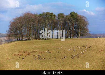 Alta vantage colpo di una mandria di cervi di pascolare su una collina. Foto Stock