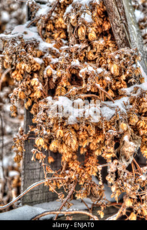 Cono HOP sotto la bianca neve soffice sulla antica recinzione Foto Stock