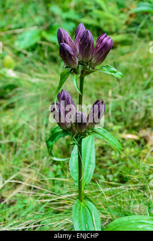 Ungherese Genziana Gentiana pannonica Foto Stock