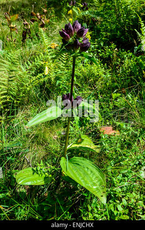 Ungherese Genziana Gentiana pannonica Foto Stock