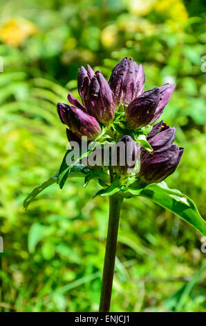 Ungherese Genziana Gentiana pannonica Foto Stock