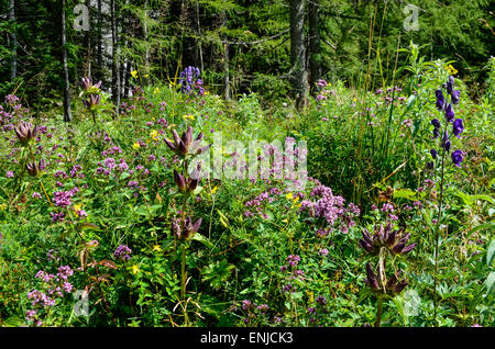 Ungherese Genziana Gentiana pannonica devil's casco e molti altri fiori selvatici nella regione alpina di Ausseerland Foto Stock