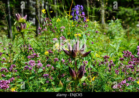 Ungherese Genziana Gentiana pannonica devil's casco e molti altri fiori selvatici nella regione alpina di Ausseerland, Austria Foto Stock