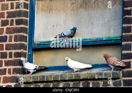 Piccioni selvatici ( Columba livia ) sono ' appollaiati su un davanzale di un vuoto edificio industriale, REGNO UNITO Foto Stock