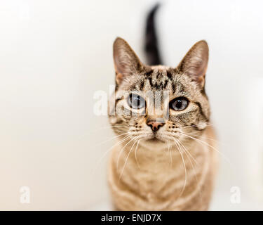 Gatto bengal marmorizzato Foto Stock