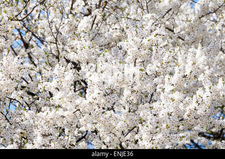 Fioritura di prugna fiori in primavera, tutto lo schermo Foto Stock