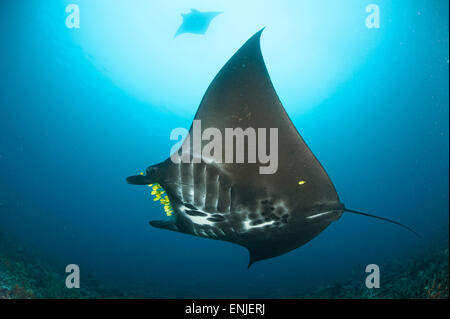 Il reef manta ray, Manta alfredi, con giallo pesce pilota di fronte alla sua bocca Dampier Strait Raja Ampat, Papua Occidentale, Indones Foto Stock