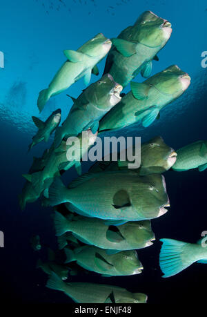 Grande scuola di pesci pappagallo bumphead: Bulbometopon muricatum, che si trova intorno al relitto liberty, Bali Foto Stock