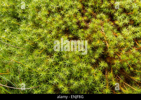 Close up e poco profonda concentrarsi sui picchi di verde di Star Moss Foto Stock