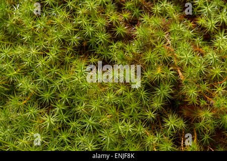 Close up e poco profonda concentrarsi sui picchi di verde di Star Moss Foto Stock