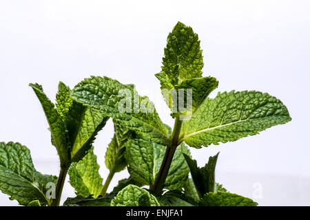 Erbe aromatiche spezie verdure salute sano cibo insalata di nutrizione dieta di arricchimento su bianco senza ritaglio sfondo tagliare nuovi compressori GA Foto Stock